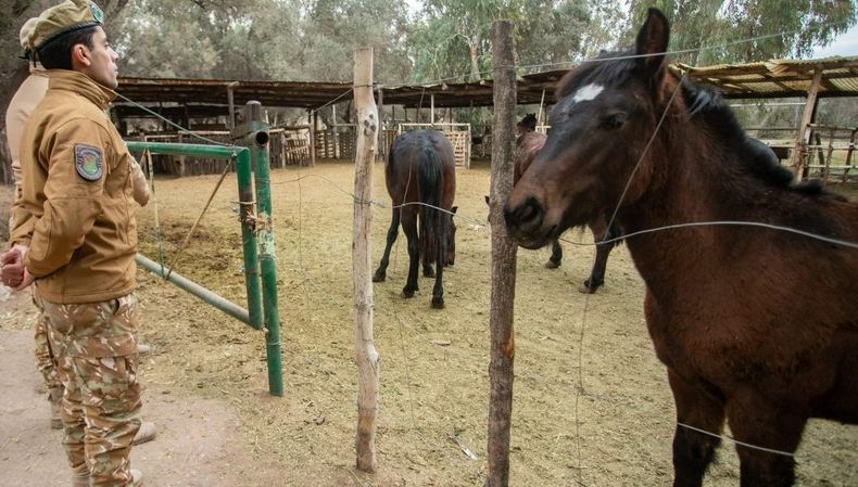 Importante procedimiento contra el abigeato.&nbsp;