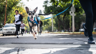 Charlas previas a la Maratón Animal