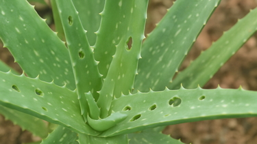 Jardinería: ni malformaciones ni falta de riego, la razón por la que el aloe vera tiene agujeros en las hojas Jardinería: ni malformaciones ni falta de riego, la razón por la que el aloe vera tiene agujeros en las hojas