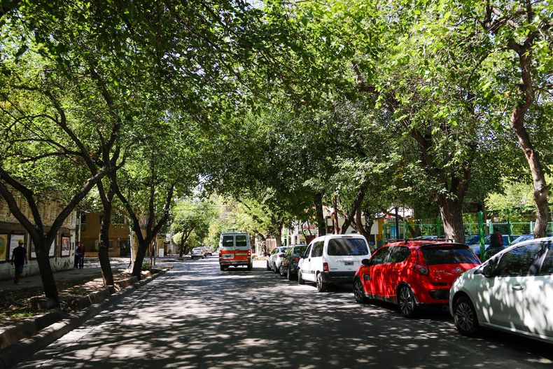 Mendoza reglamentó la nueva Ley de Arbolado Público y estableció nuevas condiciones para la poda, erradicación y reposición de ejemplares.