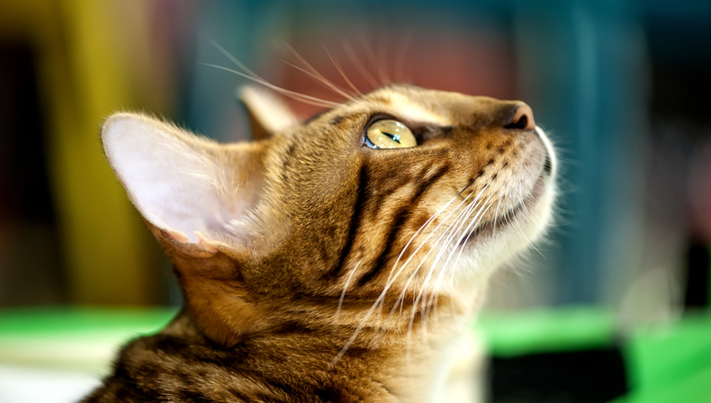 Mascota: el sorprendente color que ven los gatos según la ciencia (y por qué no ven el rojo)
