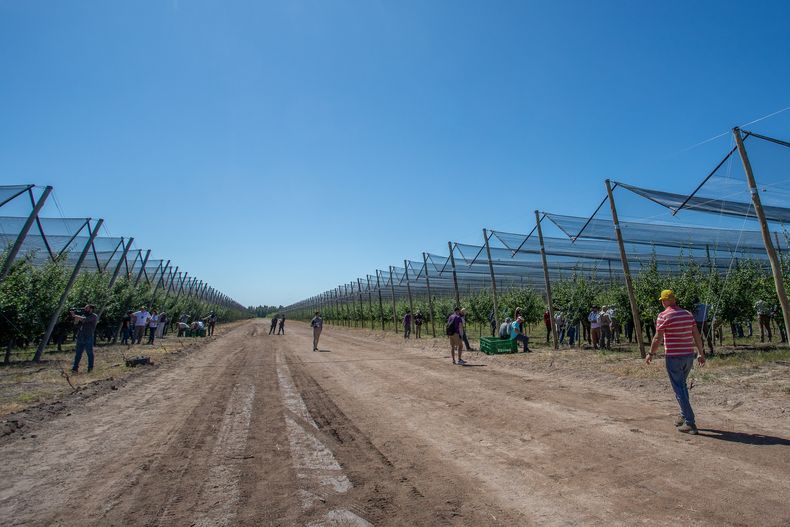 Los participantes del Congreso recorren la Finca San Rafael Arcángel principal productora de ciruela de la Argentina.