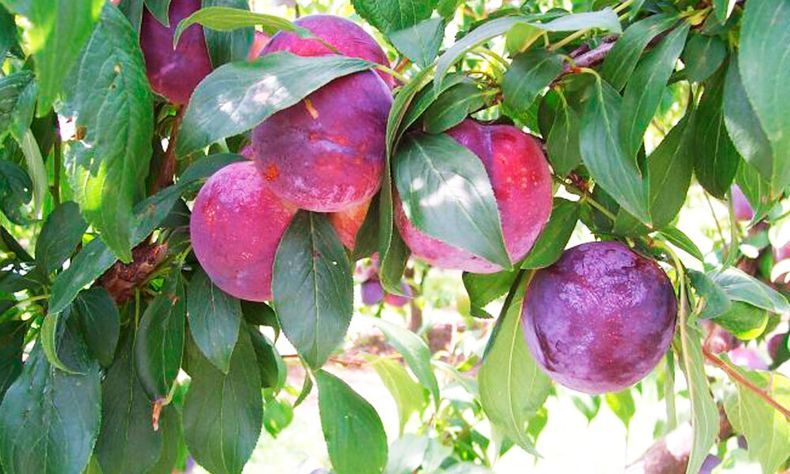 Los riesgos de las heladas en los frutales -foto de archivo-