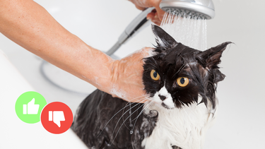 Sitio Andino | bañar a un gato, gato bañado, mascota.png