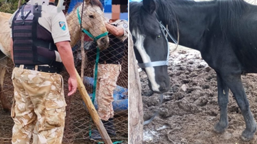 La causa fue encuadrada en la Ley Nacional de Protección Animal La causa fue encuadrada en la Ley Nacional de Protección Animal