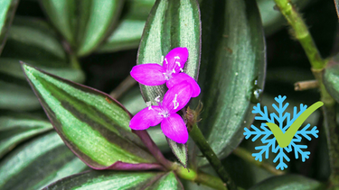 Sitio Andino | Tradescantia, flor de invierno, jardinería.png