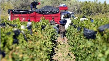 La cosecha va a estar incluso por debajo de los pronostciado por el INV