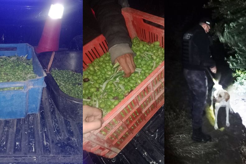 Fito recuperó una carga de aceitunas robada horas antes