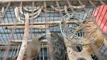 Desbaratan red de tráfico de aves protegidas en Luján de Cuyo
