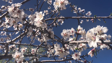 En plena primavera un departamento de Mendoza amaneció con temperaturas bajo cero.