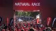 Hormigas rojas en la montaña: la obra salvaje de la Natural Race