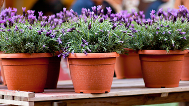 Sitio Andino | lavanda en macetas.png