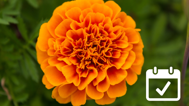 Sitio Andino | caléndula, flor, jardinería.png