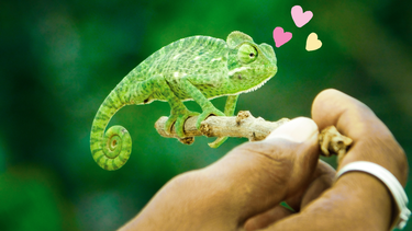 La mascota que cambia de color: todo lo que tenés que saber para criar camaleones&nbsp;