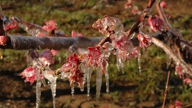 Las heladas tardías de esta semana castigaron a vastas zonas de frutales entre Valle de Uco y Sur, declaradas en estado de Emergencia o Desastre Agropecuario
