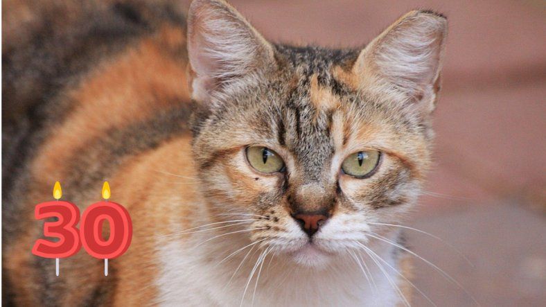 ¿Es posible lograr que un gato viva hasta los 30 años?