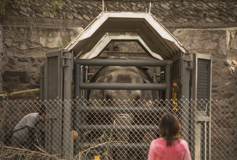 Elefante