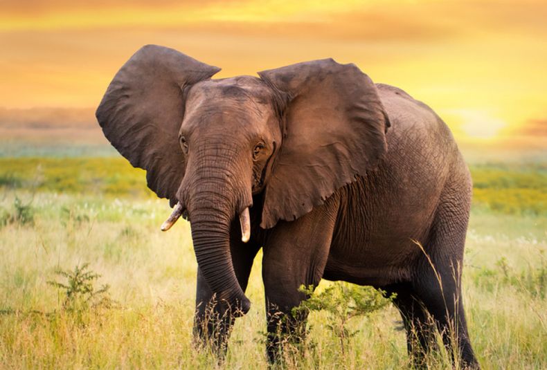 Elefante