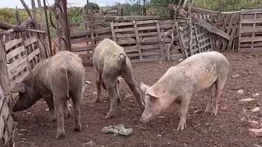 abigeato en general alvear: sustrajeron lechones de una finca, durante cuatro dias seguidos