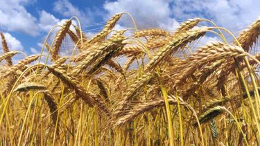 U$S12.000 millones y 1 millón de hectáreas más de trigo