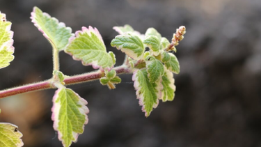 Jardinería: por qué la planta de incienso se impone como favorita y tips de cultivo Jardinería: por qué la planta de incienso se impone como favorita y tips de cultivo