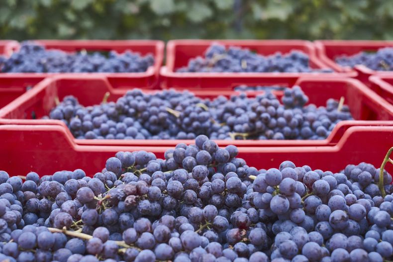 El financiamiento está destinado a productores vitícolas que exploten hasta 20 hectáreas de viñedos.
