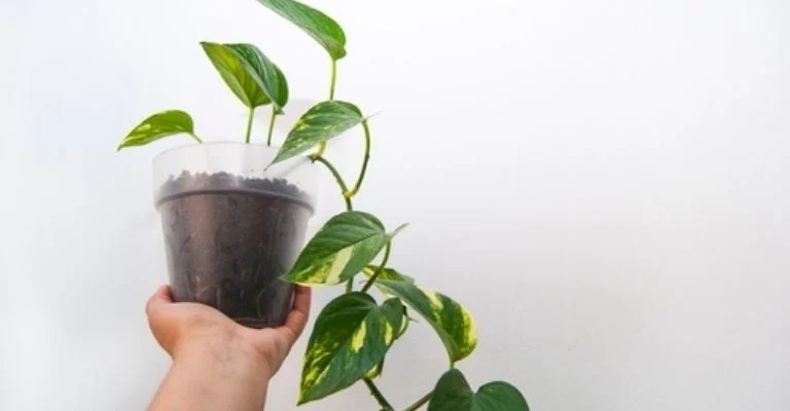 Jardinería: cómo cuidar tu potus, la guía definitiva