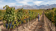 Vitivinicultura: merlot en Argentina, producción en Mendoza y su lugar en el mercado