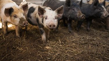 Sitio Andino | criadero de chanchos, cerdos, granja porcina, carne