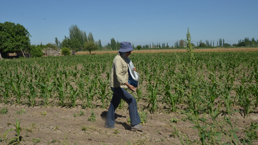 Se adelanta el pago del seguro agrícola.