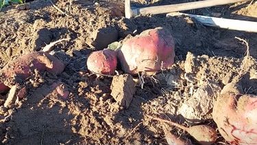 Camote récord en Jiame Prats.