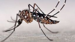 Alarma en Santa Fe por aumento significativo de casos de dengue: más del 40% en una semana