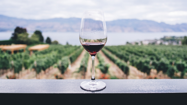 El vino en Mendoza: guía definitiva para entender, disfrutar y descubrir la bebida que convirtió a la provincia en una potencia mundial