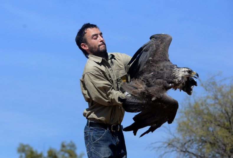 Aguila coronada liberada