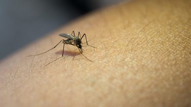 Dengue en Argentina: se registran 79 muertos y 120 mil casos.