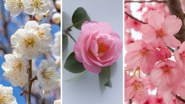 Sitio Andino | flores japonesas, jardinería.png