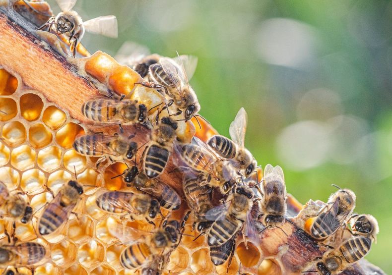 General Alvear será sede del 2° Encuentro Internacional Apícola que reúne a referentes latinoamericanos.