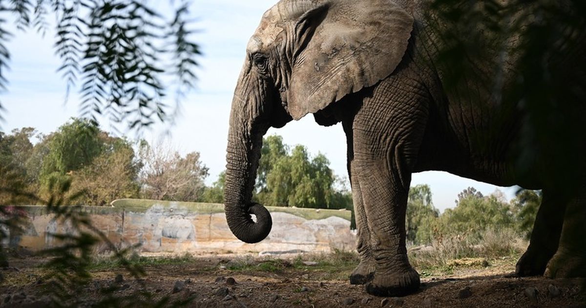 La elefanta Kenya se adapta en Brasil: así es su nueva vida a un mes de ...