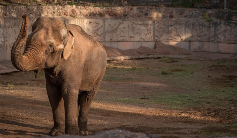 Murió por su avanzada edad: así concluyó la autopsia de Tamy, el último elefante del Ecoparque