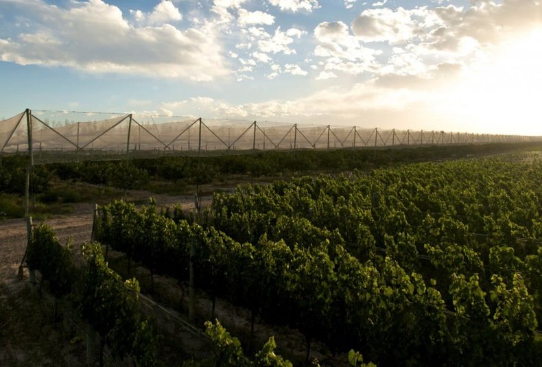 Día Nacional de la Agricultura: por qué se conmemora hoy, 2 de julio