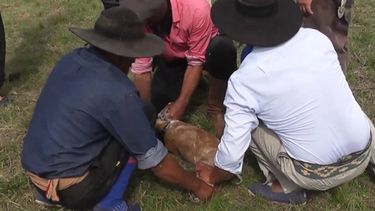 El chancho enjabonado encendió la discución.