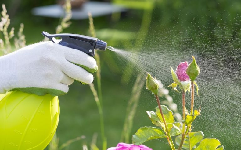 Trucos de la jardinería: cómo preparar insecticida casero 