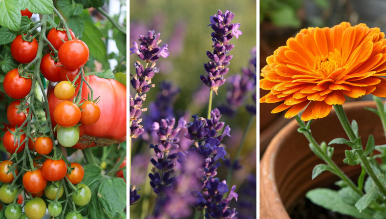 Tomate, lavanda y cal&eacute;ndula, tres de las plantas ideales para sembrar en septimbre &nbsp;