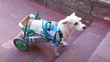 El perro de General Alvear que se ganó el corazón de Nilda.