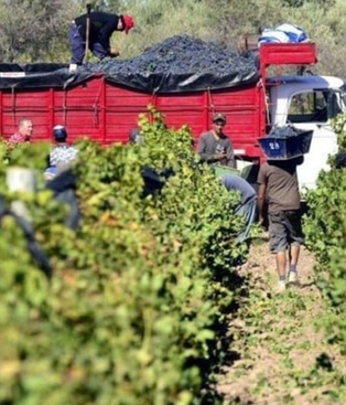 La cosecha va a estar incluso por debajo de los pronostciado por el INV La cosecha va a estar incluso por debajo de los pronostciado por el INV