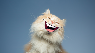 Sitio Andino | gato feliz, mascota.png