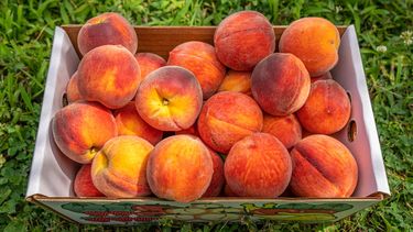 Sitio Andino | durazno cosecha producción