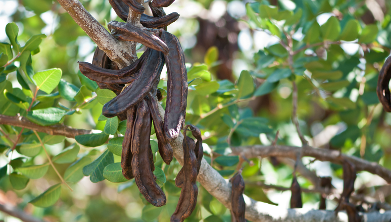 Algarrobo y sus frutos, una de las maderas que se utilizan para hacer un asado