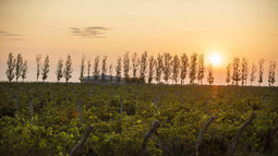 San Luis asiste al renacimiento de su vitivinicultura