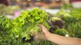 General Alvear apuesta a la hidroponía: así funciona el innovador cultivo de lechugas sin tierra